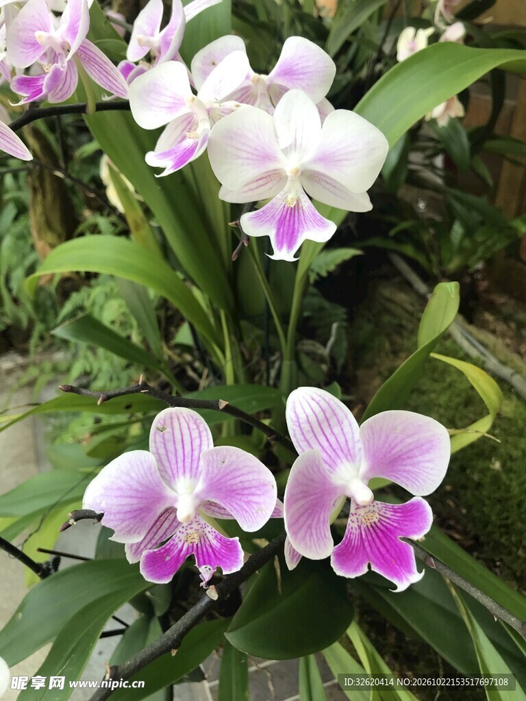 蝴蝶兰