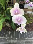 淡粉兜兰