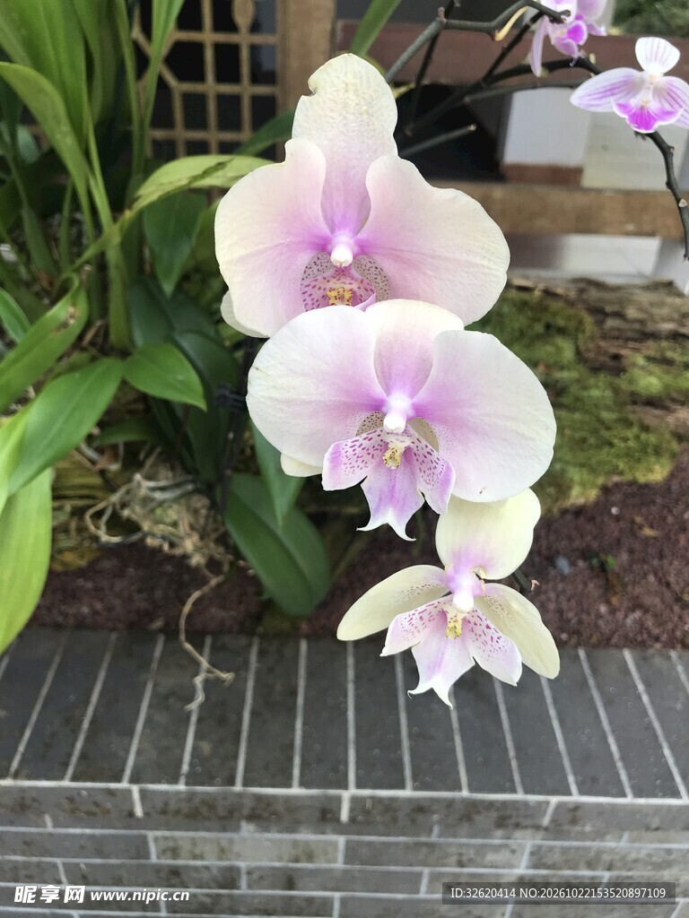 淡粉兜兰