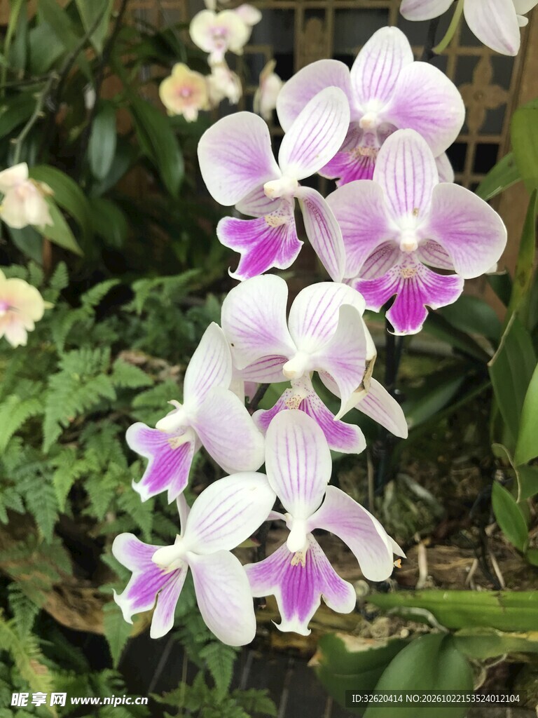 蝴蝶兰