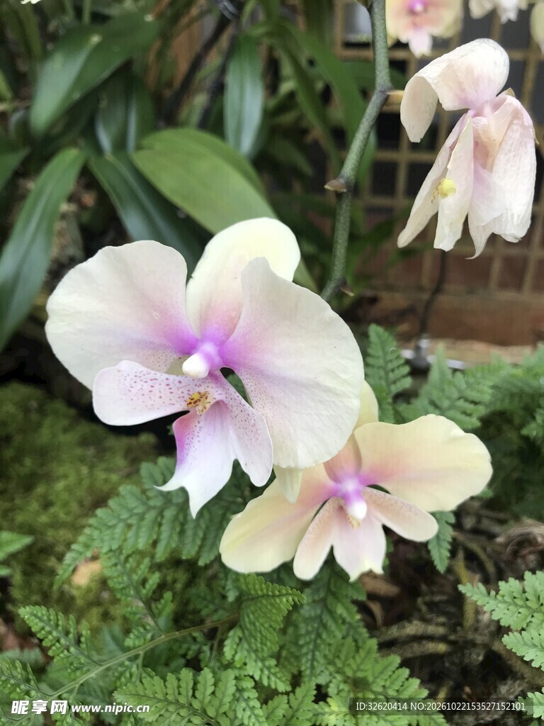 蝴蝶兰