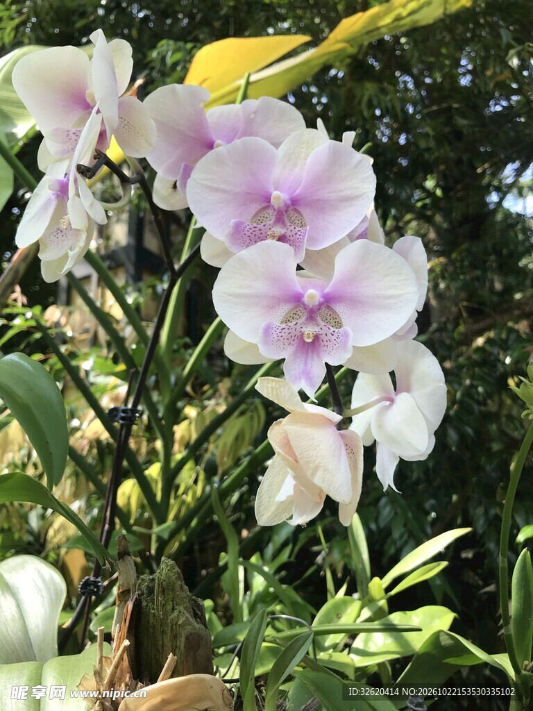 蝴蝶兰