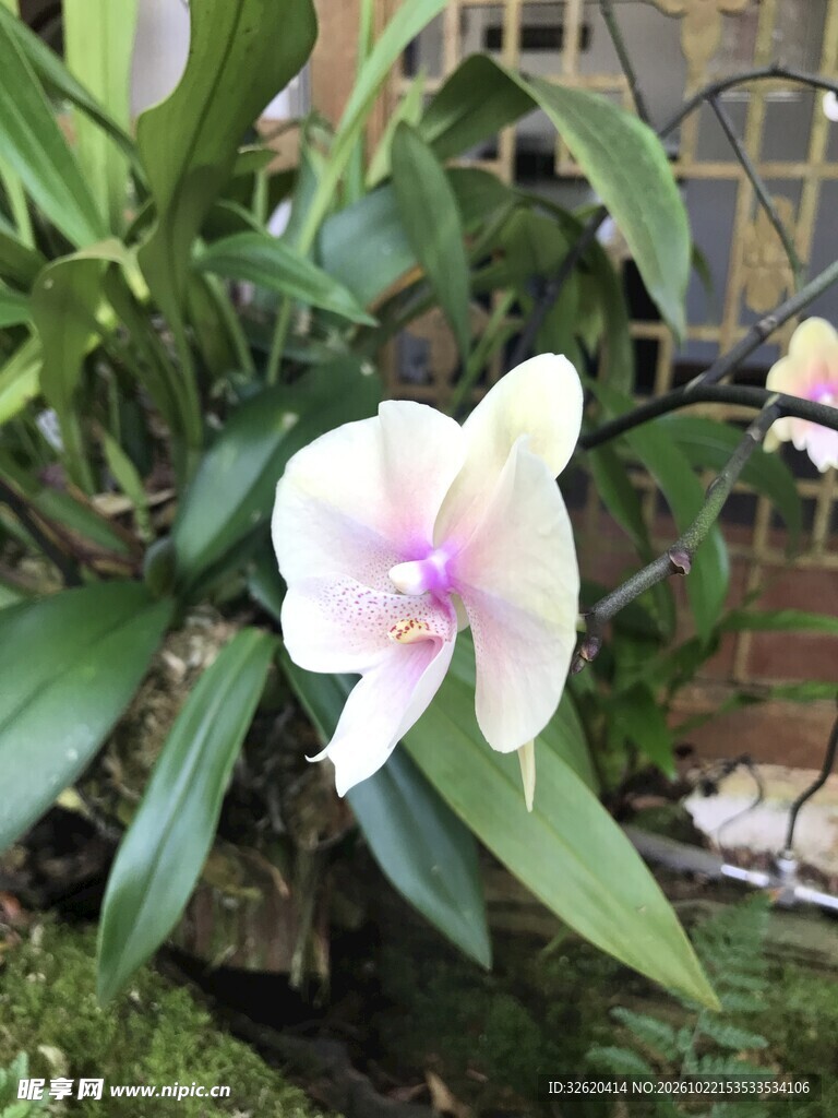 蝴蝶兰