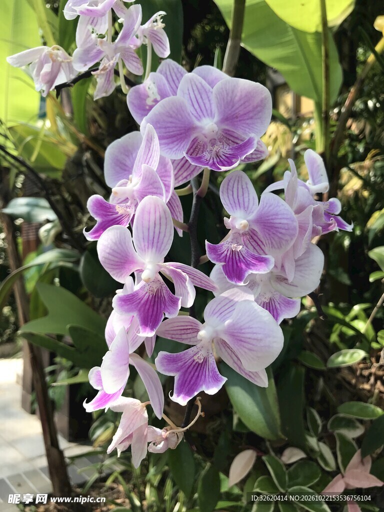 淡紫兰花