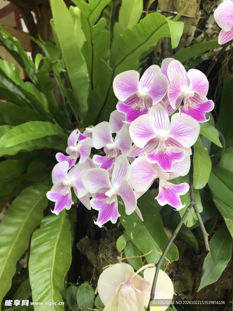 蝴蝶兰