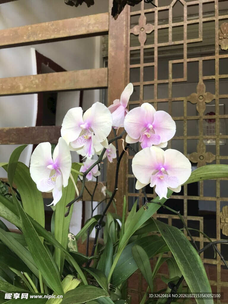 蝴蝶兰