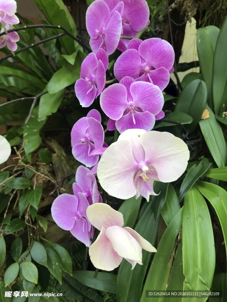 蝴蝶兰