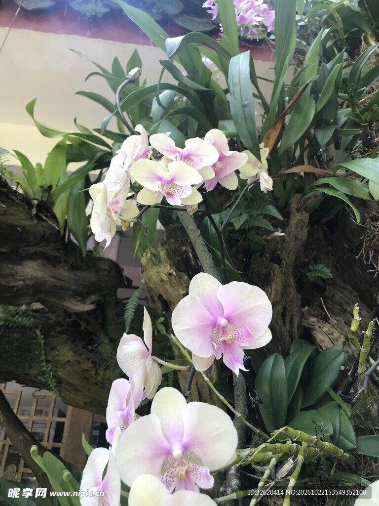 蝴蝶兰