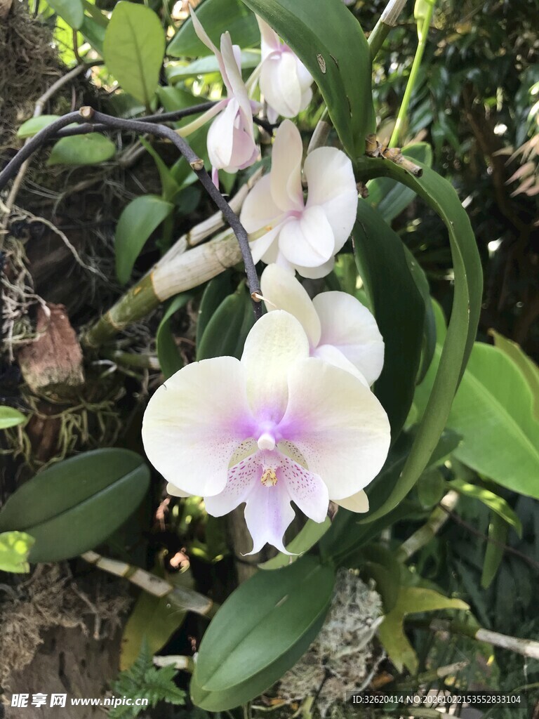 蝴蝶兰