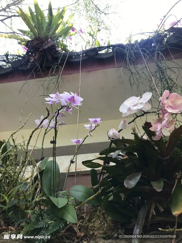 蝴蝶兰