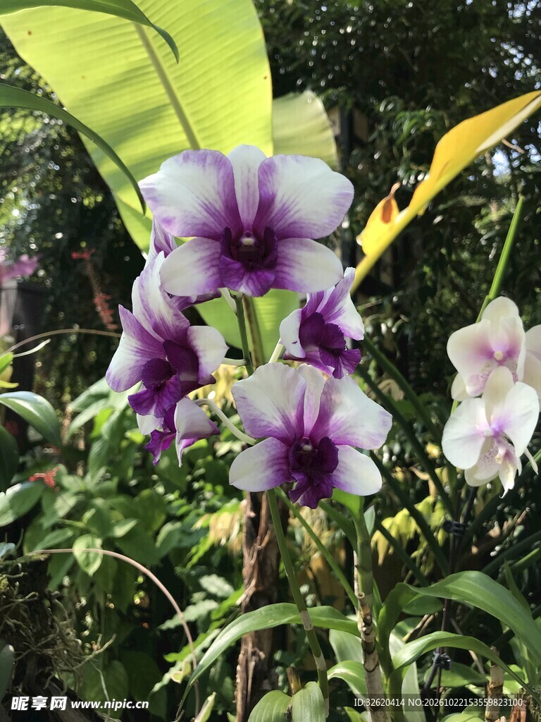 紫色兰花