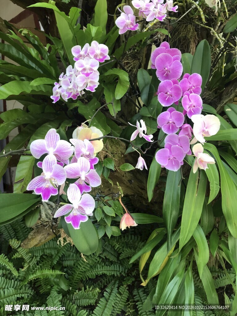 紫色兰花