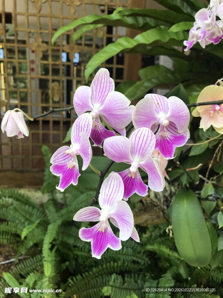 蝴蝶兰