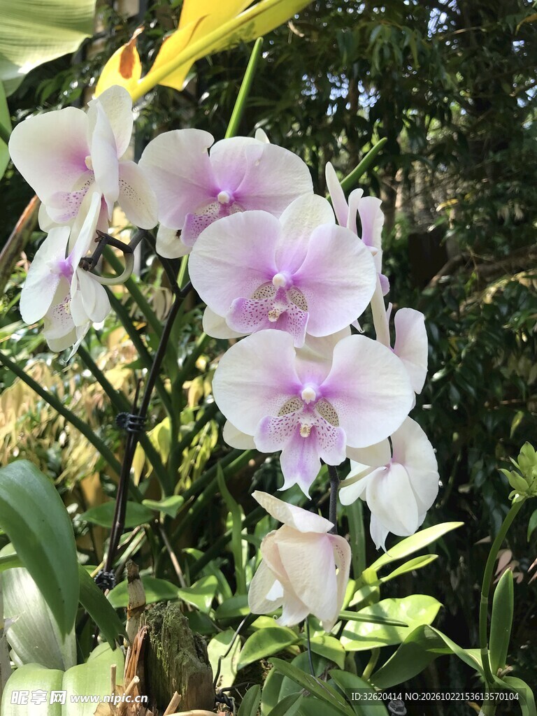 蝴蝶兰