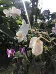 林间野生兰花