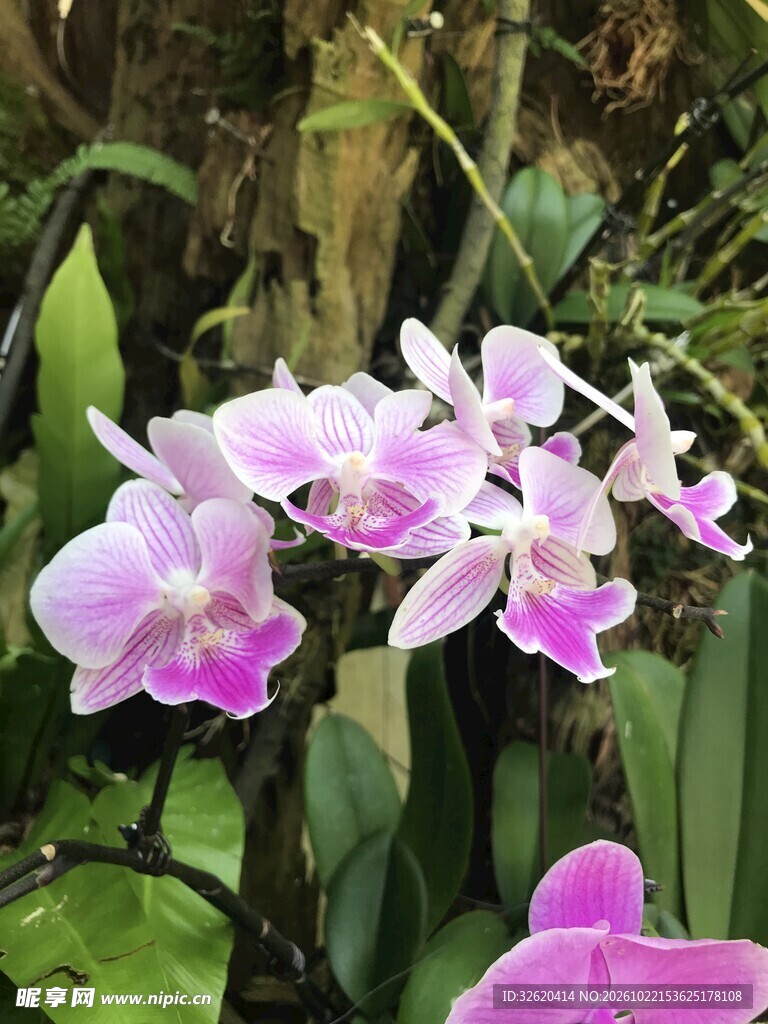 蝴蝶兰