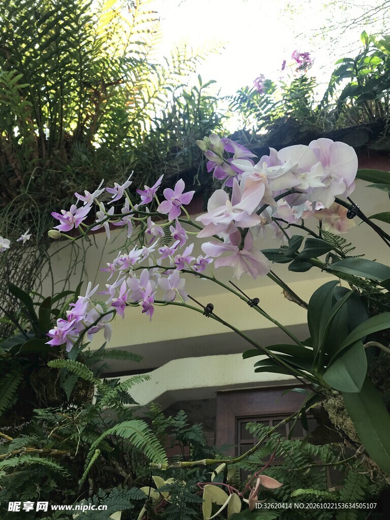 蝴蝶兰