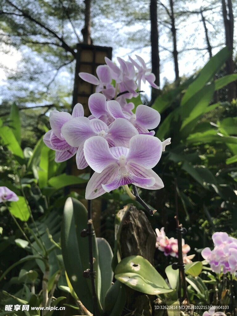 蝴蝶兰