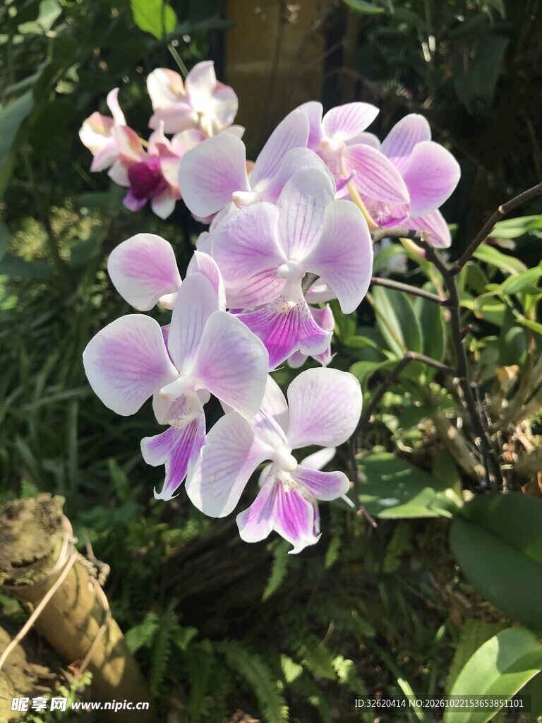 蝴蝶兰