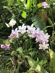 粉紫兰花
