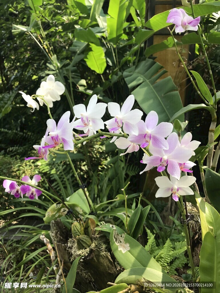 粉紫兰花