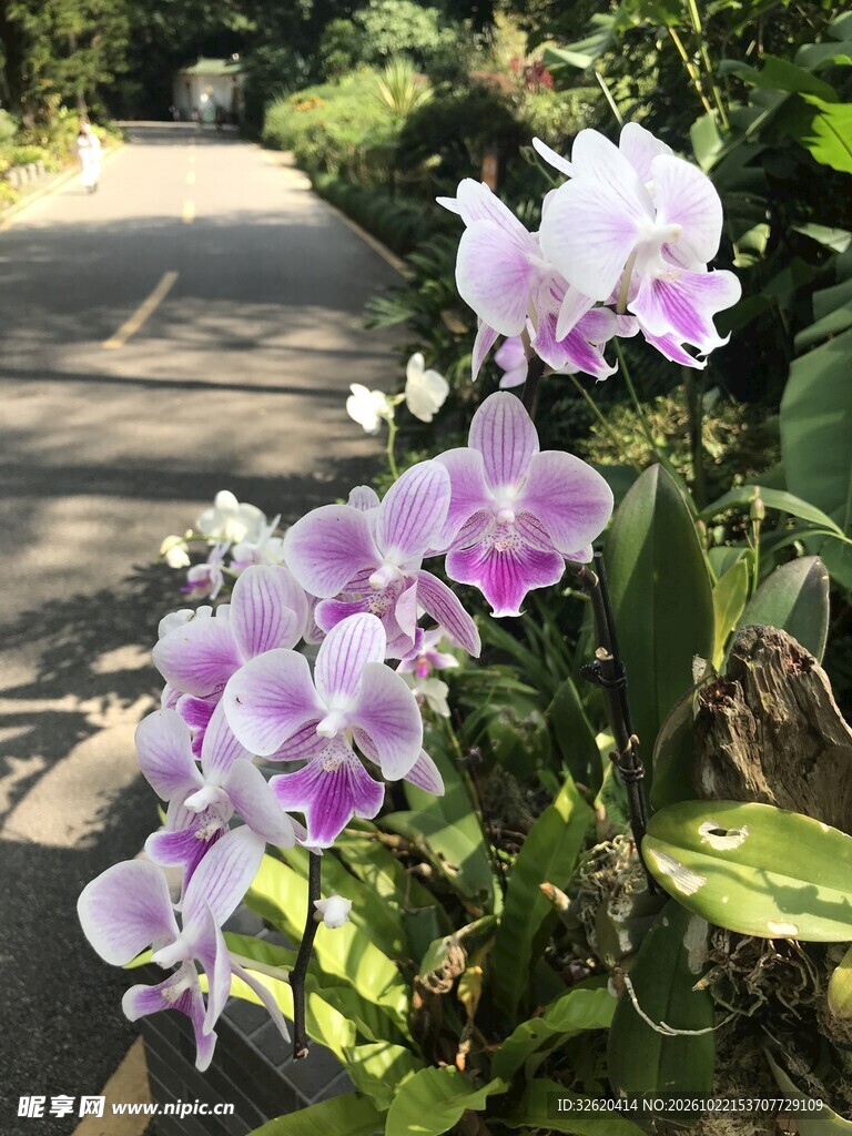 蝴蝶兰
