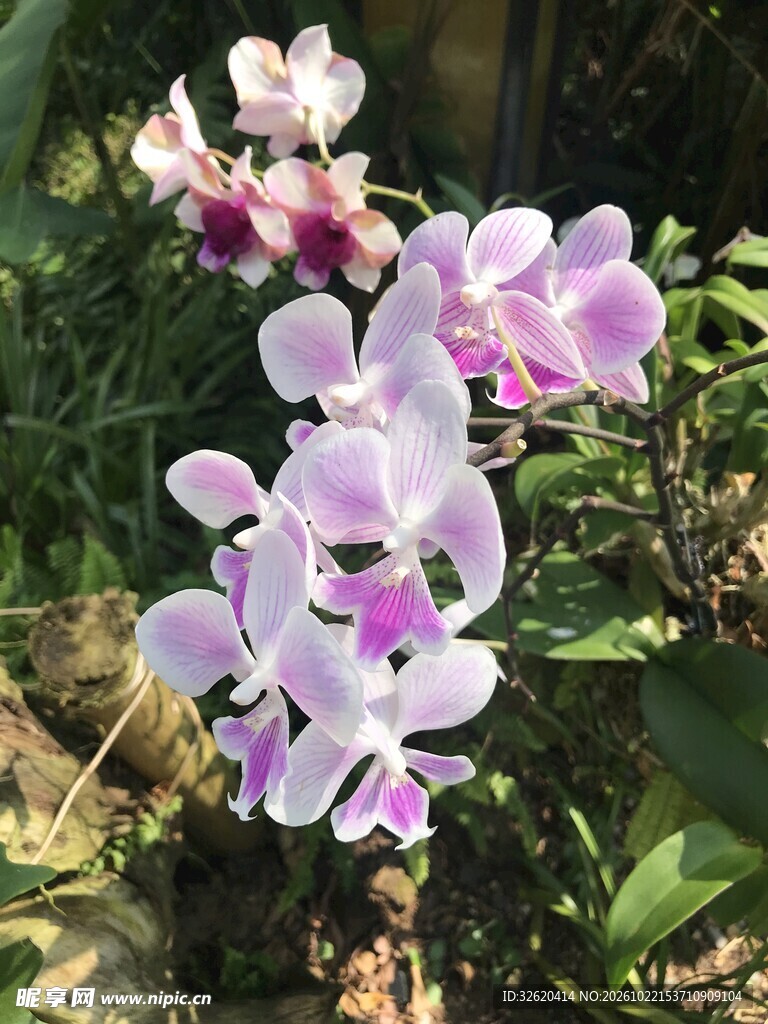 蝴蝶兰