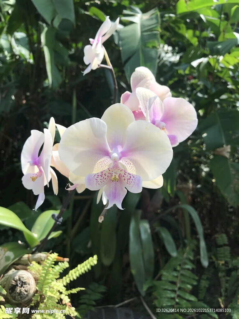 蝴蝶兰