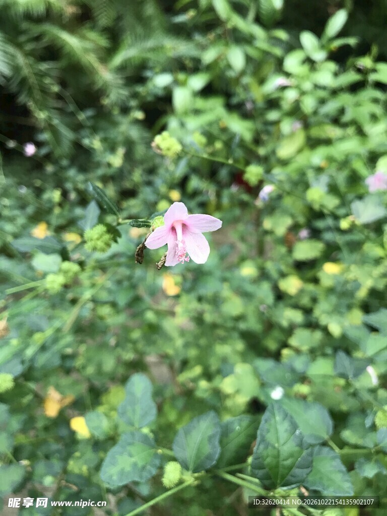 绿叶丛中粉色小花