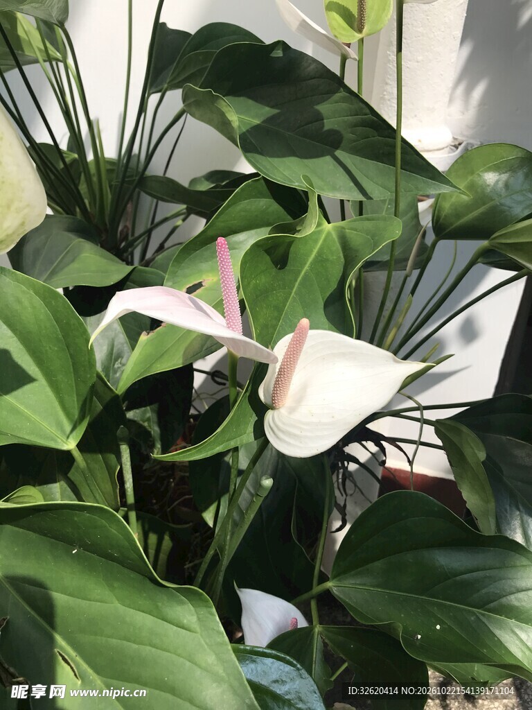 室内白掌绿植盆栽