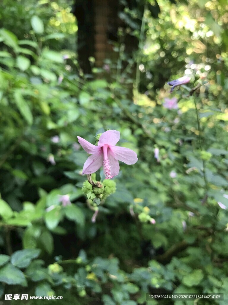 林间淡紫色小花