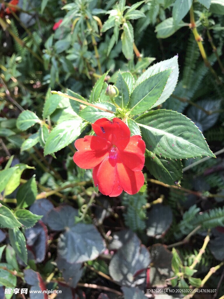 绿叶丛中红色小花