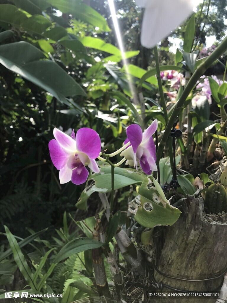 阳光下的紫色小花