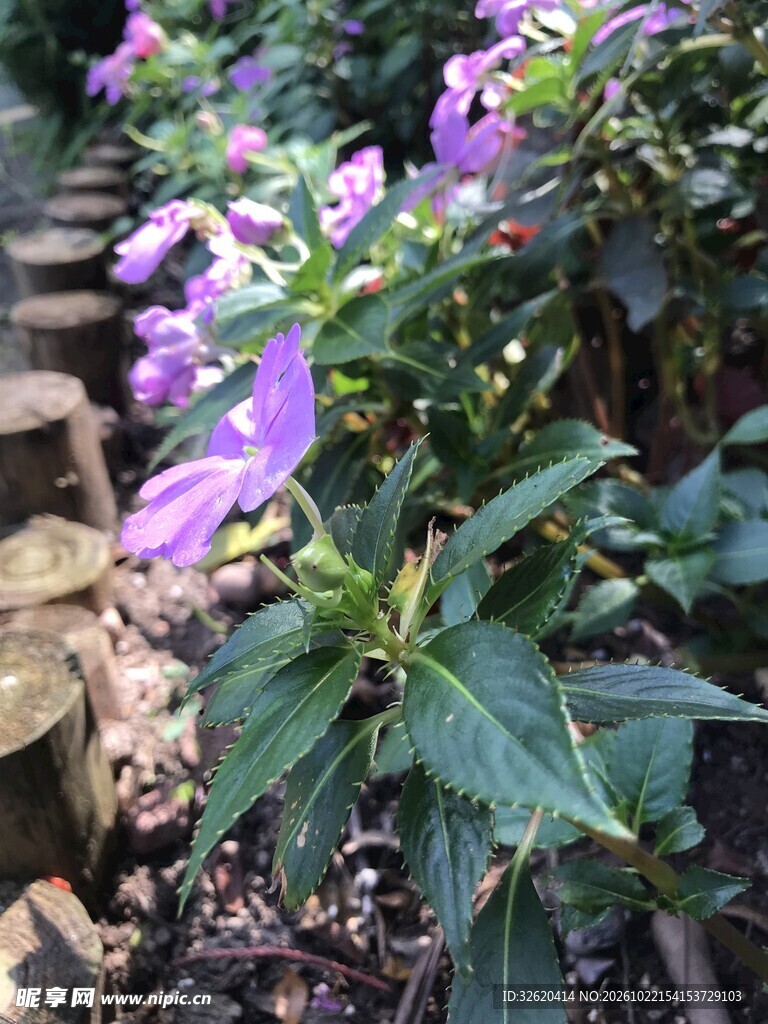 户外紫色草本花卉