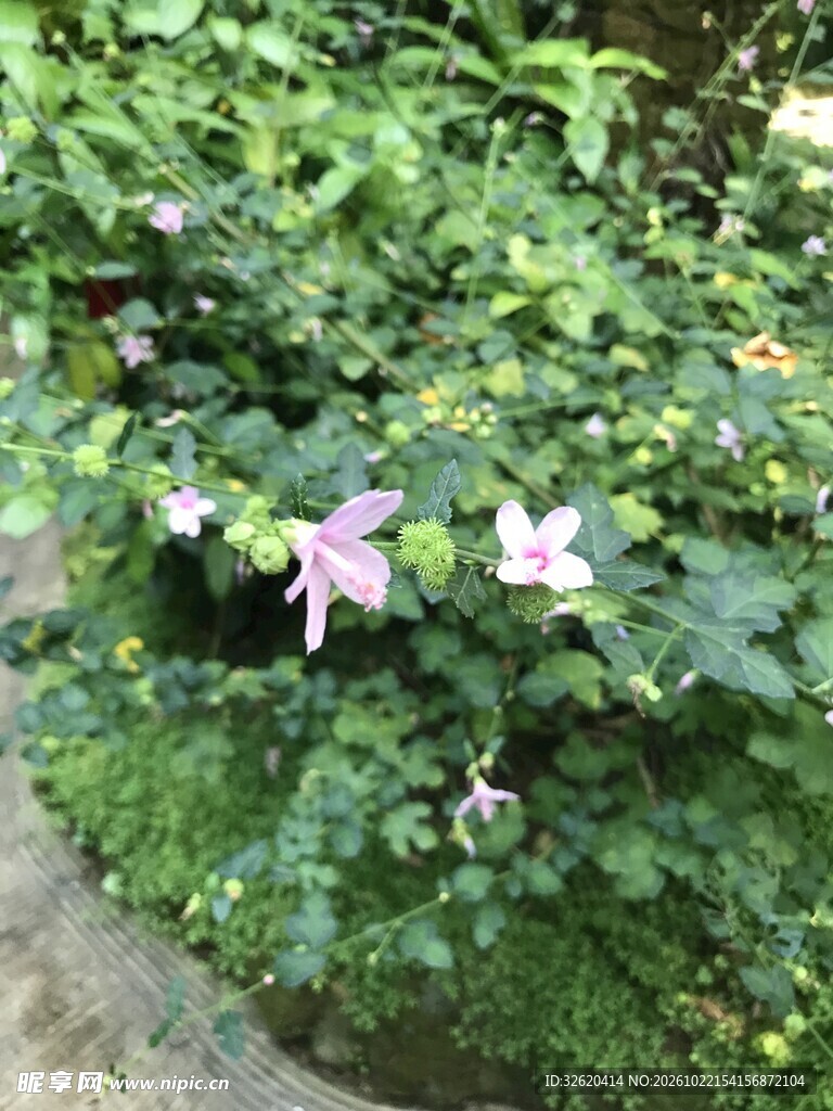 绿植丛中淡紫小花