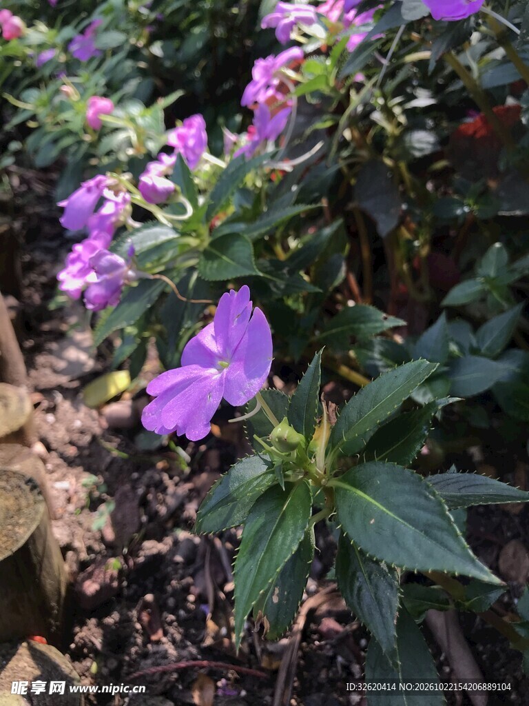 户外紫色野花植株
