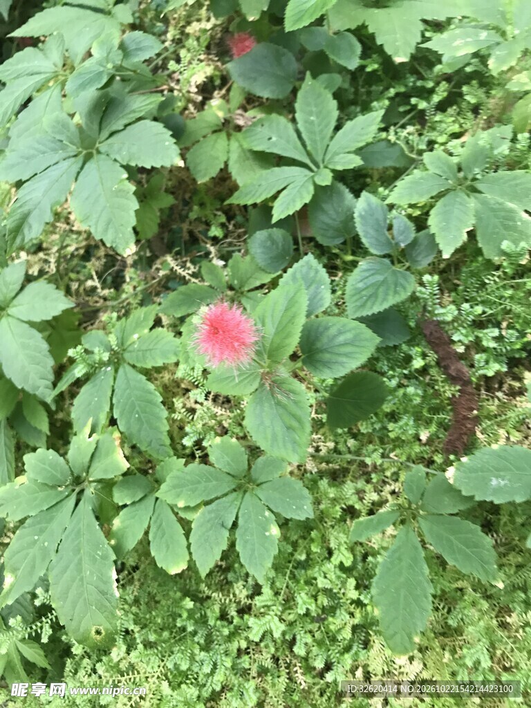 绿叶间的粉色小花