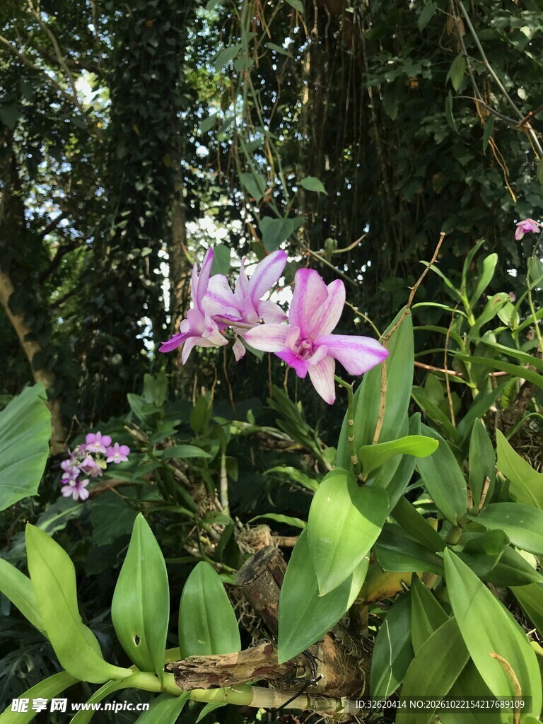 林间野生紫兰花