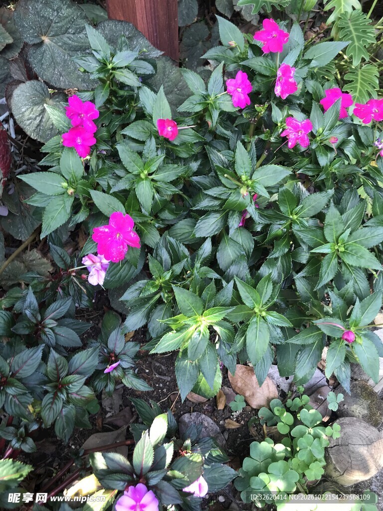 绿叶丛中玫红色小花