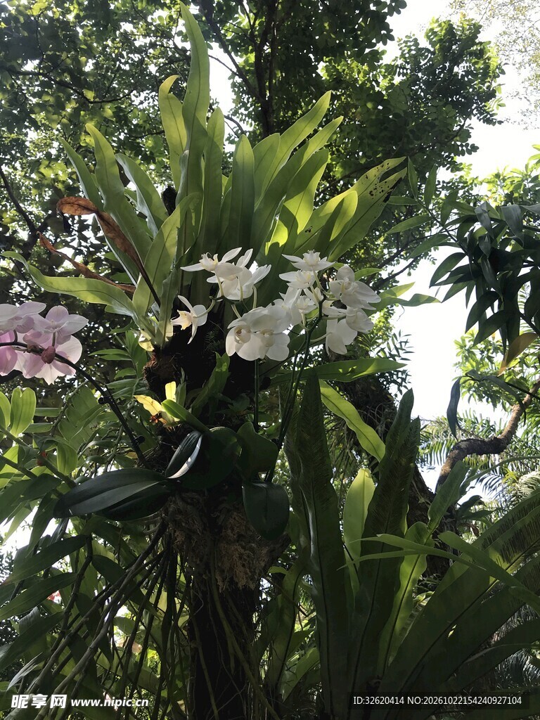 林间野生花卉