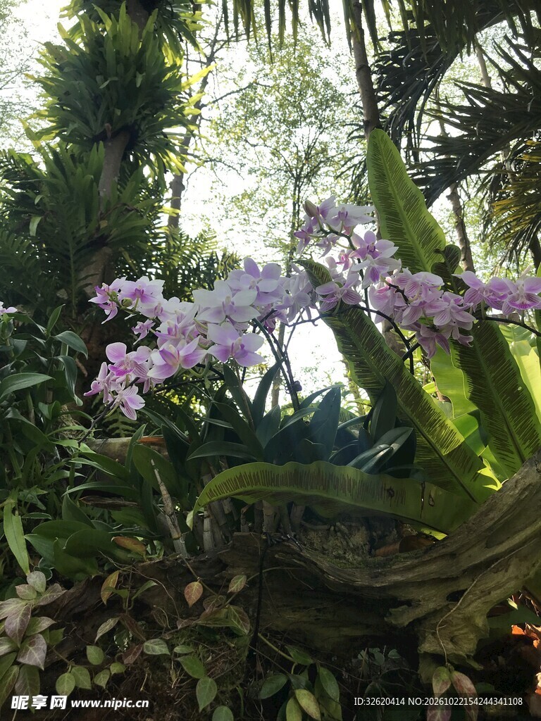 林间紫花自然景致
