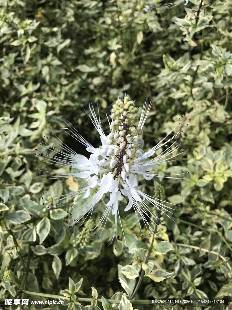 草丛中的刺芹花