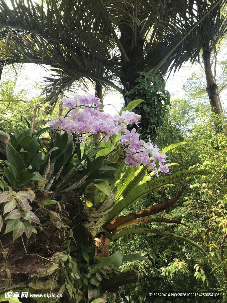 林间紫花自然景致