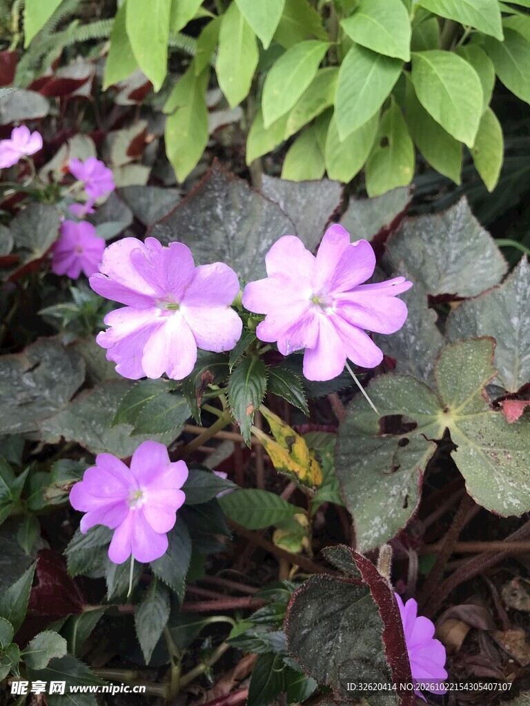 淡紫小花清新自然