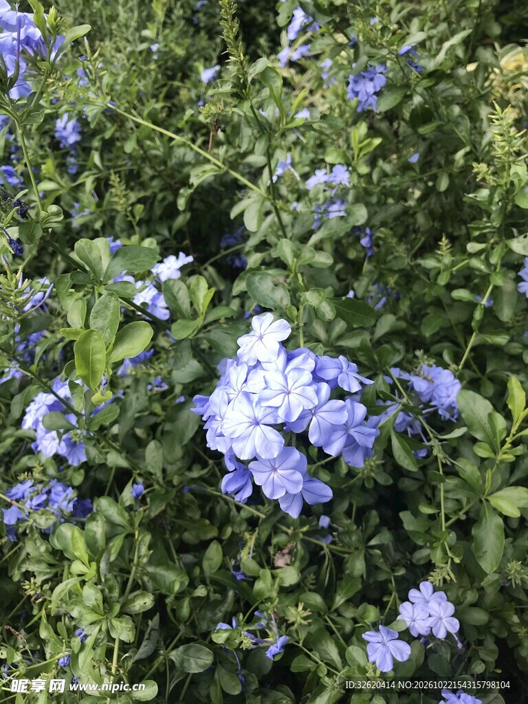 蓝花丹花丛自然特写