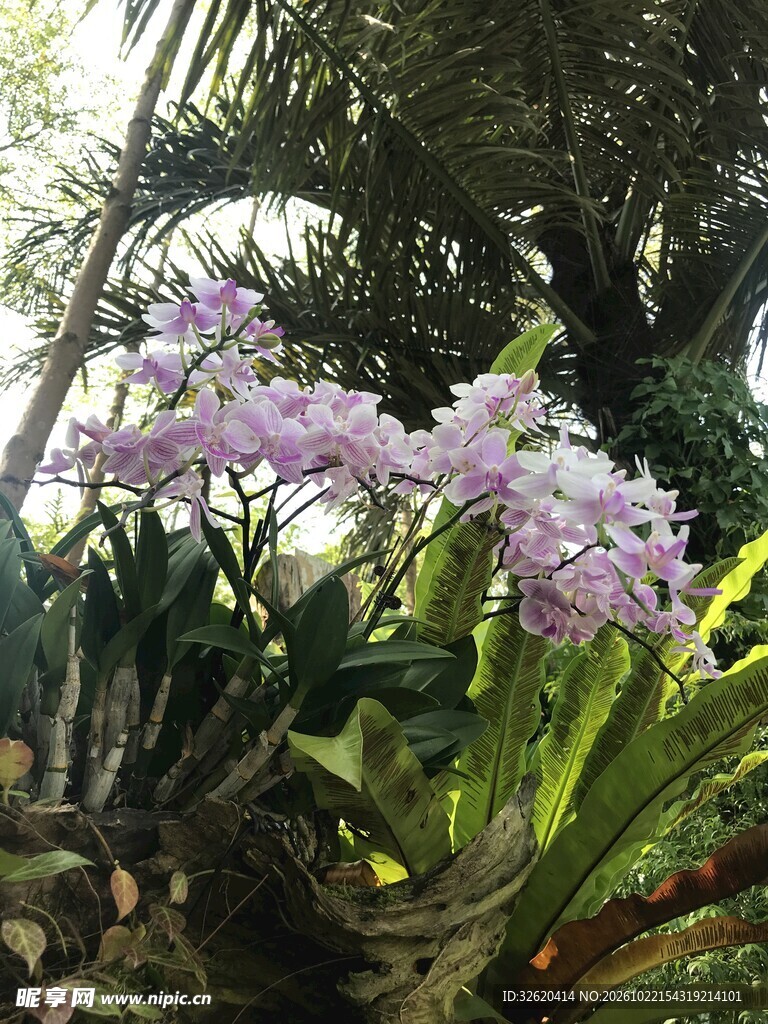 林间紫色兰花