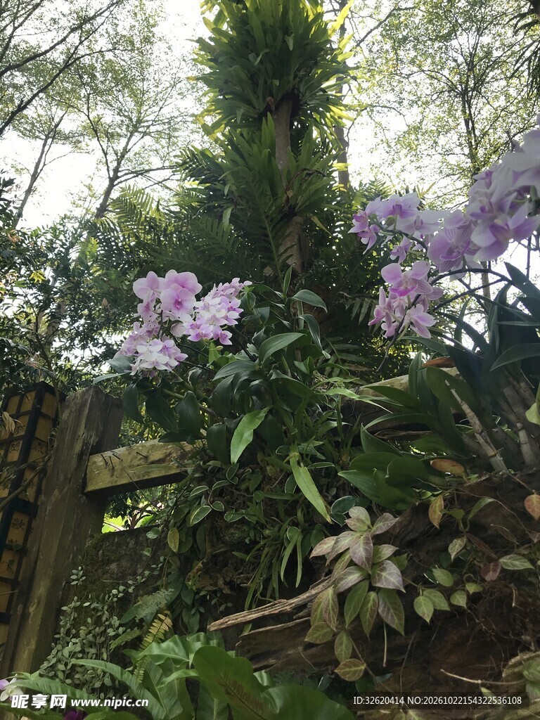 林间紫花春日景致