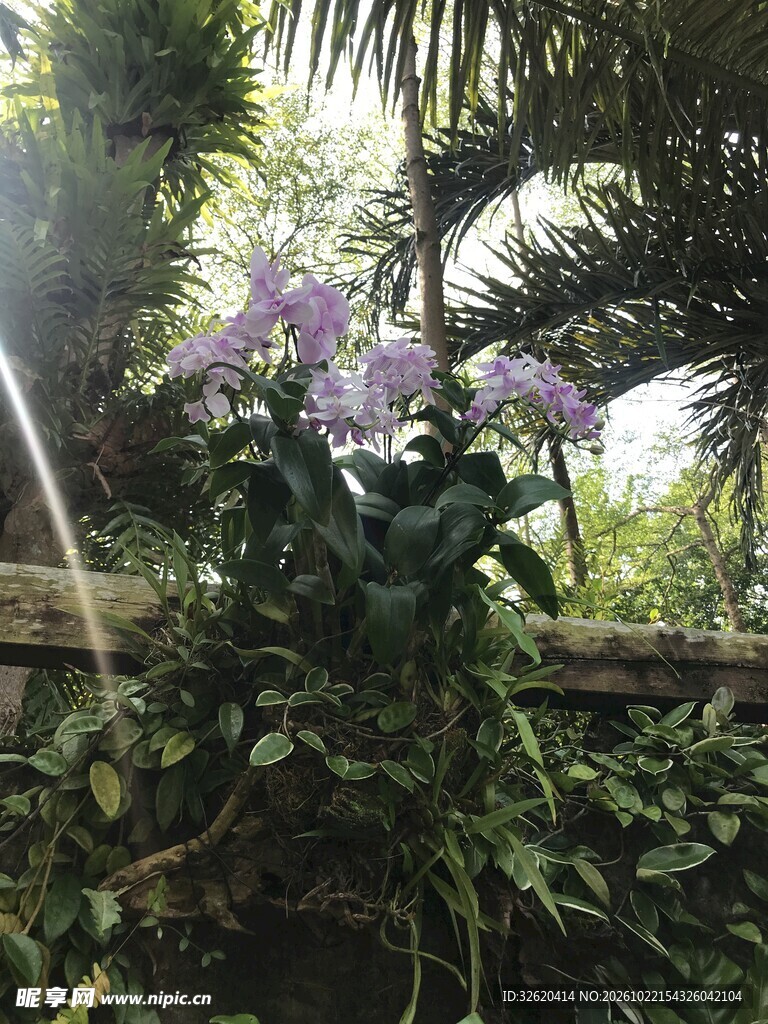 阳光下的紫色花卉