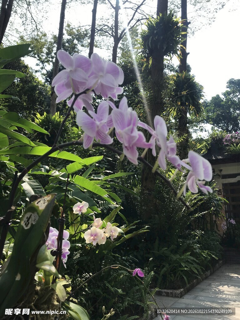 林间紫色兰花