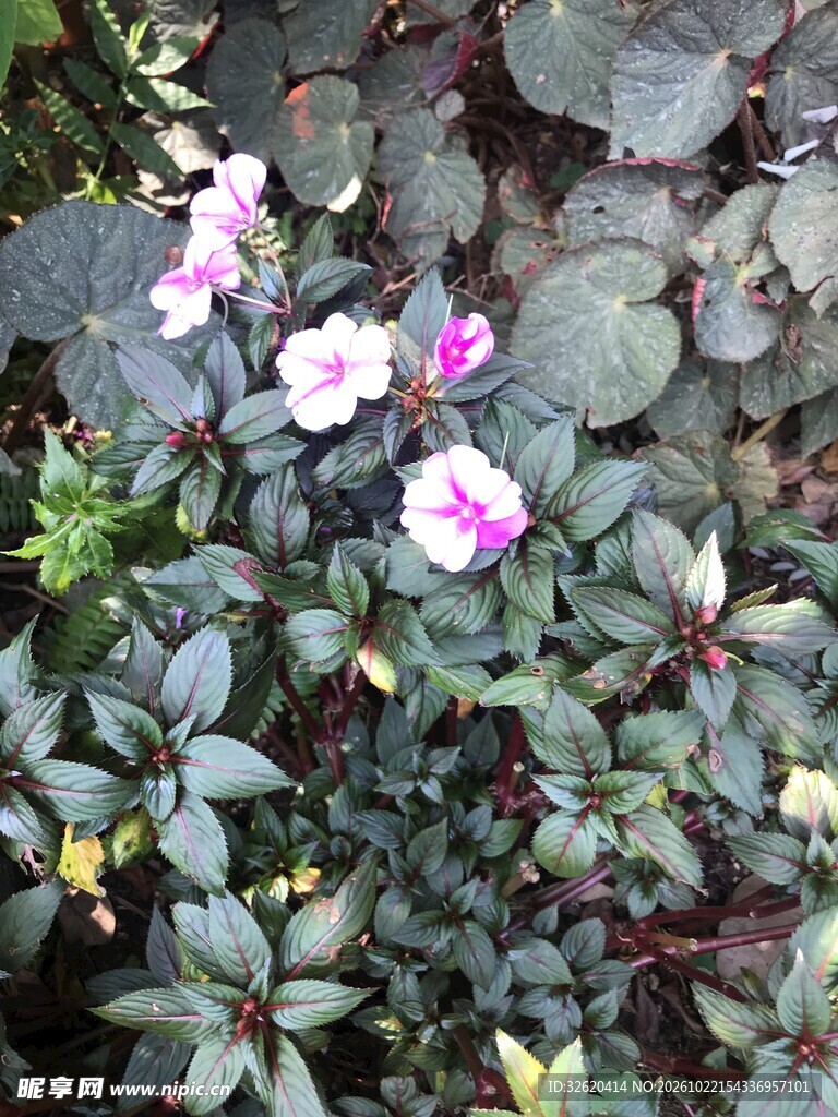 绿植丛中粉紫小花